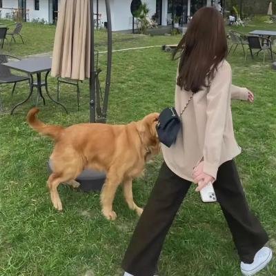 古惑仔情义篇之洪兴十三妹